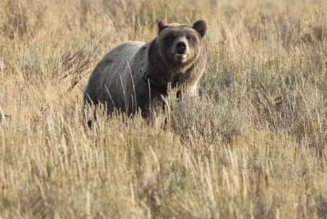 Hiker Injured by Bear in National Park Air Lifted to Trauma Center