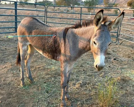 Wild Ass Healing After Latest Arrow Attack on Feral Donkeys in California