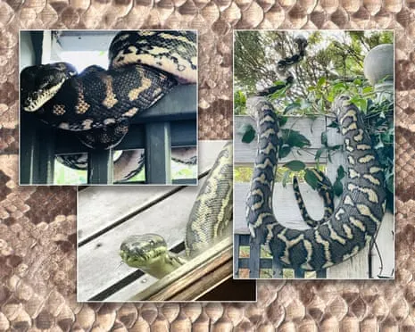 Welcoming the Serpents in the Overhead Space: An Evolution from Fear to Respect