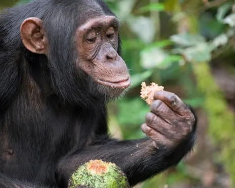 Wild Chimps Ingest Daily Ethanol Equivalent to a Beer from Fermented Fruit